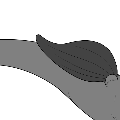 Regular Short Tailed Bottom Wings
