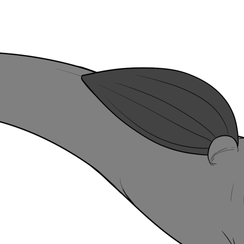 Regular Pointed Bottom Wings