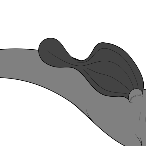 Regular Circle Tailed Bottom Wings