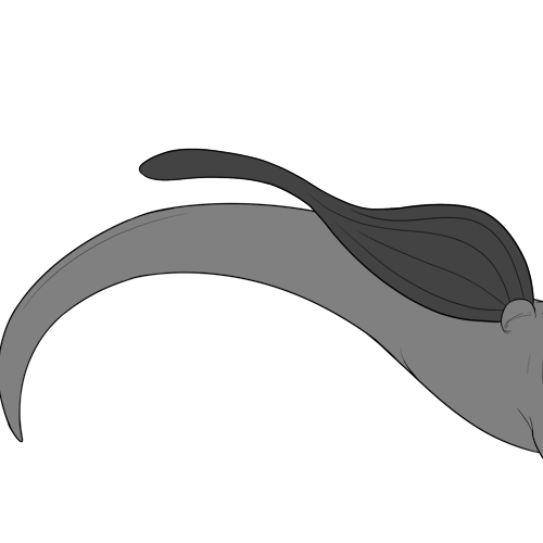 Regular Long Tailed Bottom Wings