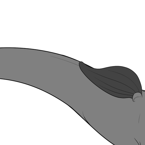 Tiny Short Tailed Bottom Wings