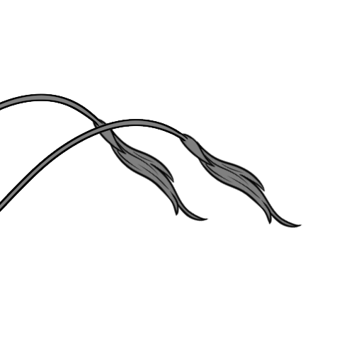 Long Furred Fang Ends