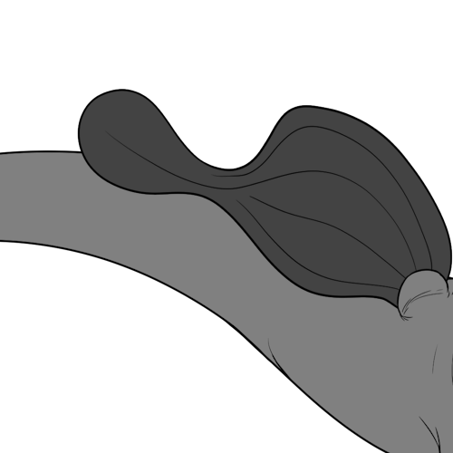 Large Circle Tailed Bottom Wings