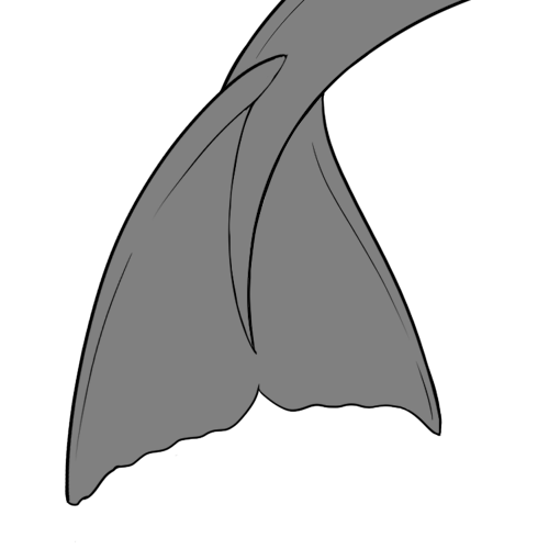 Whale Tail Fin
