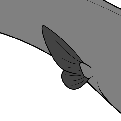 Butterfly Fins