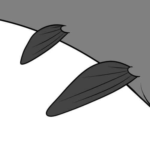 Extra Fins