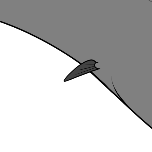 Small Bottom Fins