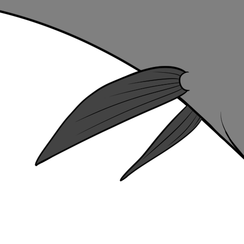 Large Bottom Fins