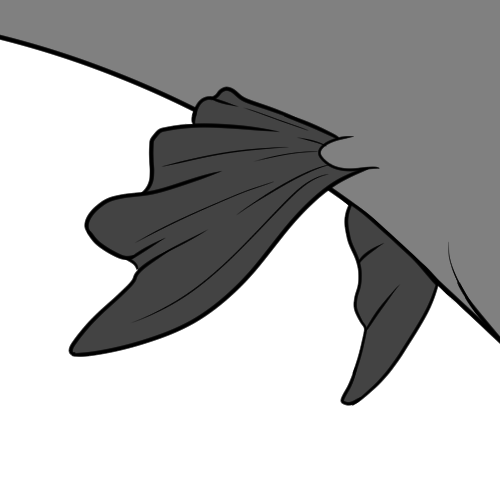 Goldfish Fins